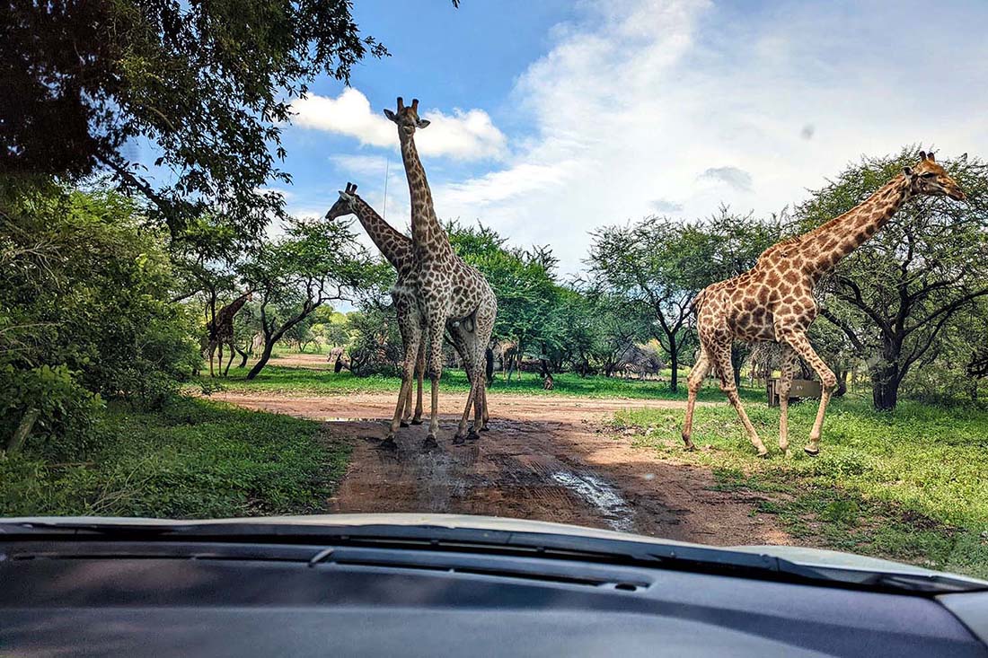 Traffice Jam In Marloth Park